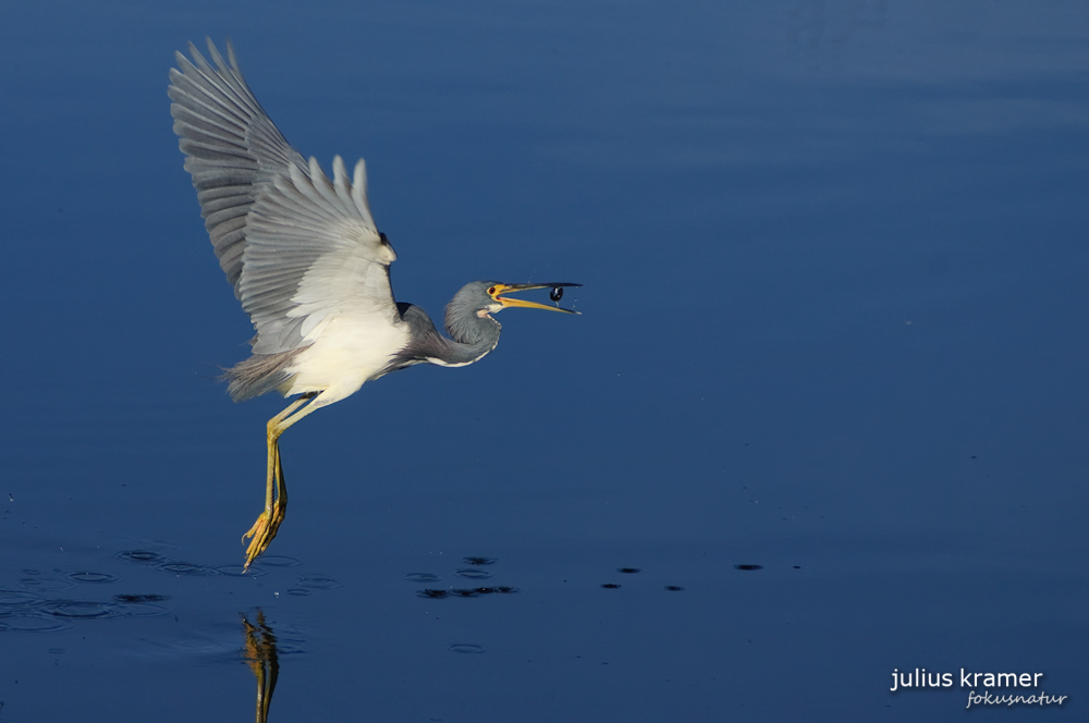 Dreifarbreiher mit Fisch (Egretta tricolor)