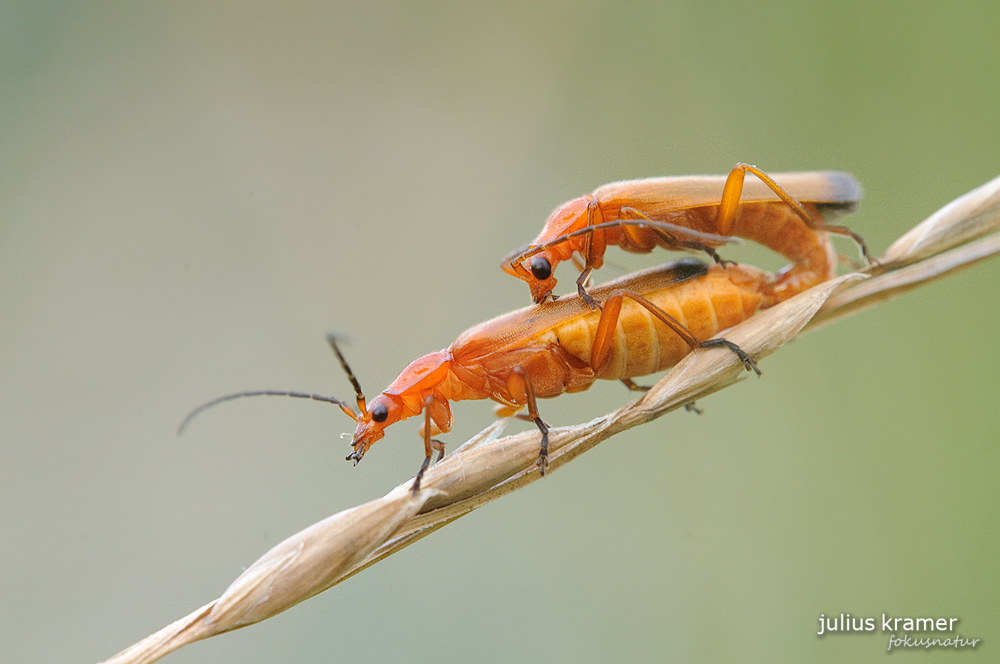 Rotgelber Weichkäfer (Rhagonycha fulva)