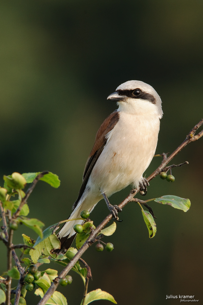 Männlicher Neuntöter (Lanius collurio)