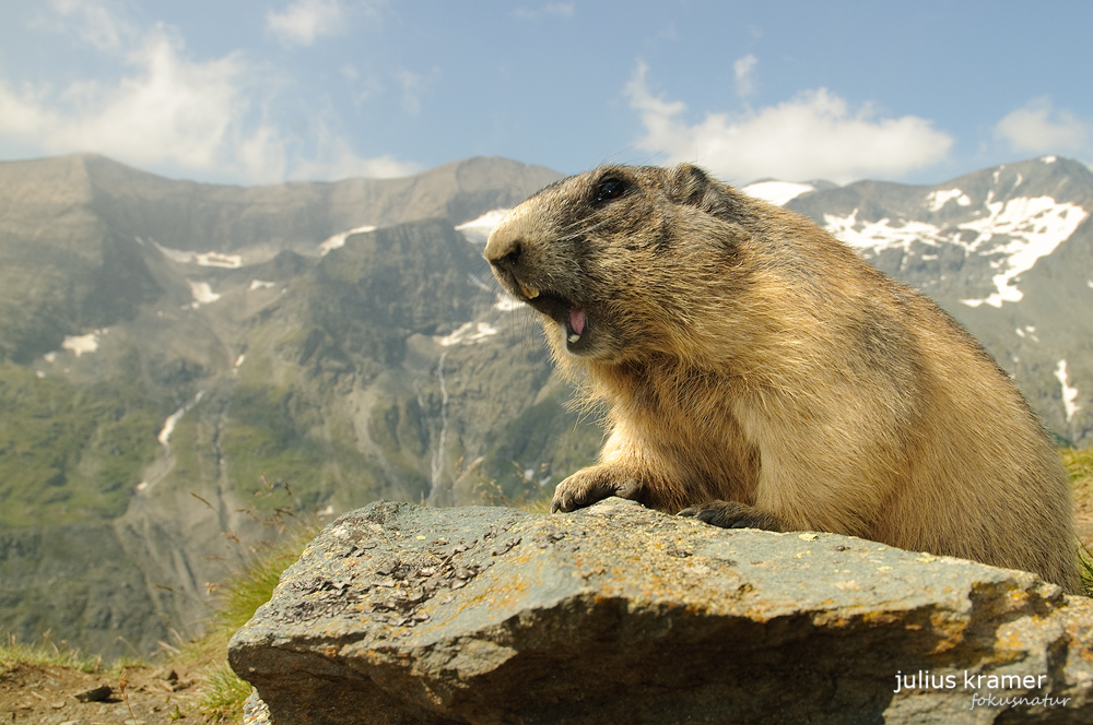 Alpen und Murmeltier (Marmota marmota)