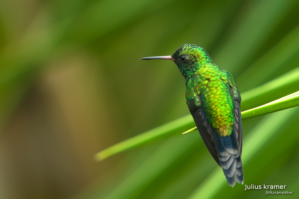 Gabelschwanzkolibri (Chlorostilbon canivetii)