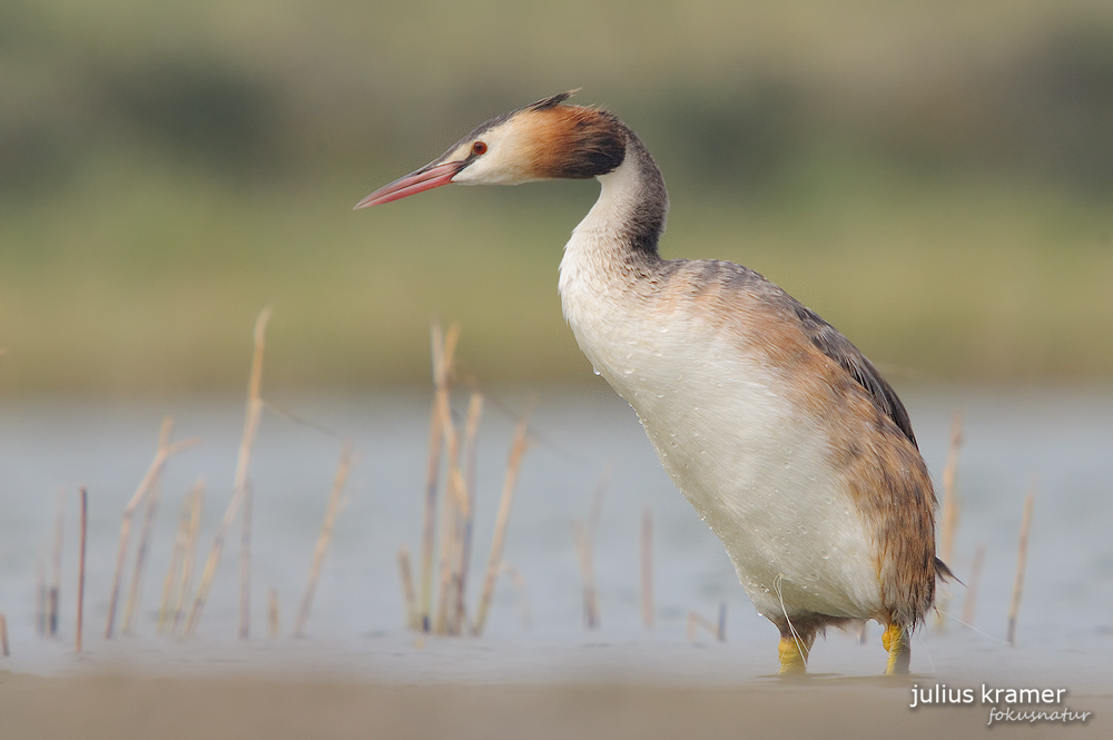 Haubentaucher (Podiceps cristatus) an Land