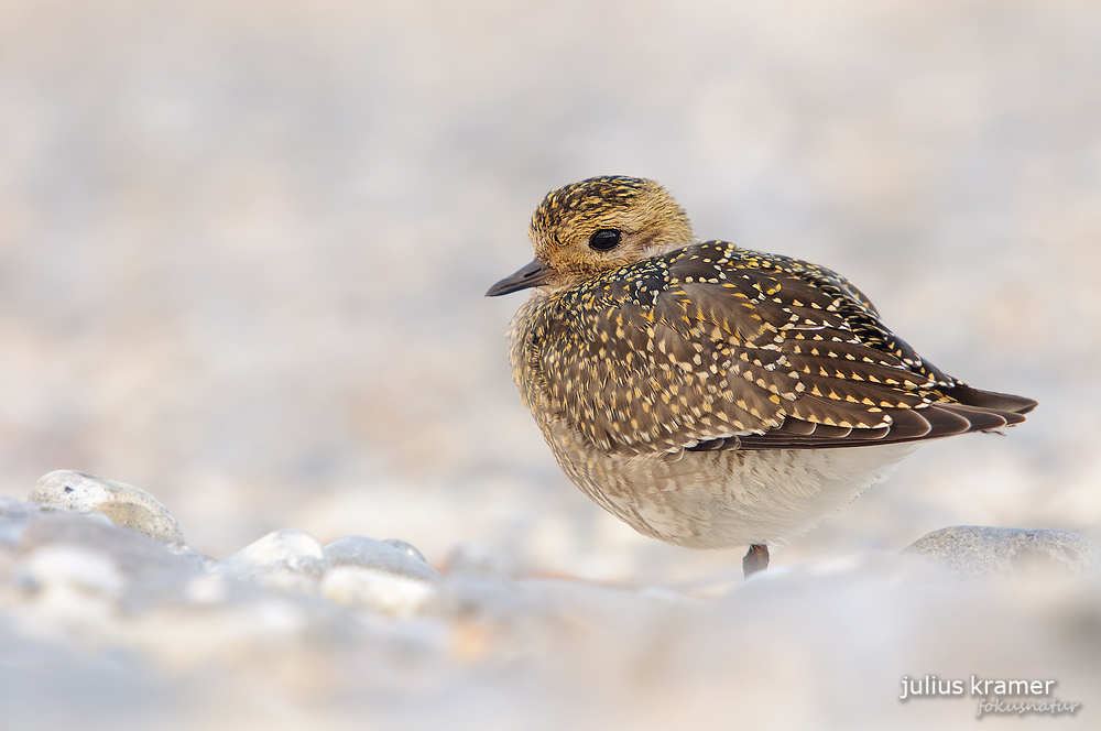 Goldregenpfeifer (Pluvialis apricaria)