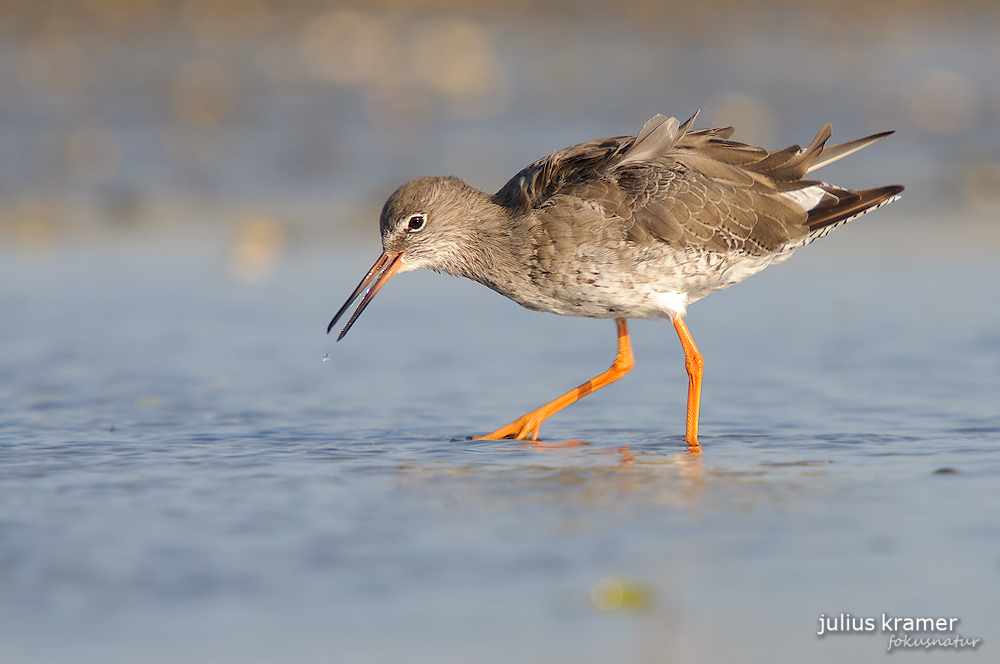 Rotschenkel (Tringa totanus)