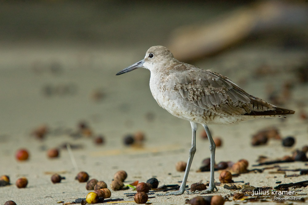 Schlammtreter (Tringa semipalmatus)