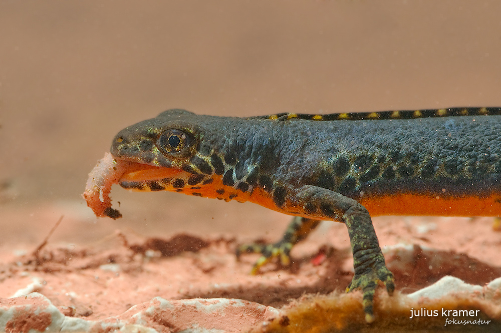 Bergmolchmännchen frisst Regenwurm