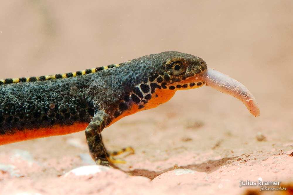 Fressender Bergmolch (Triturus alpestris)