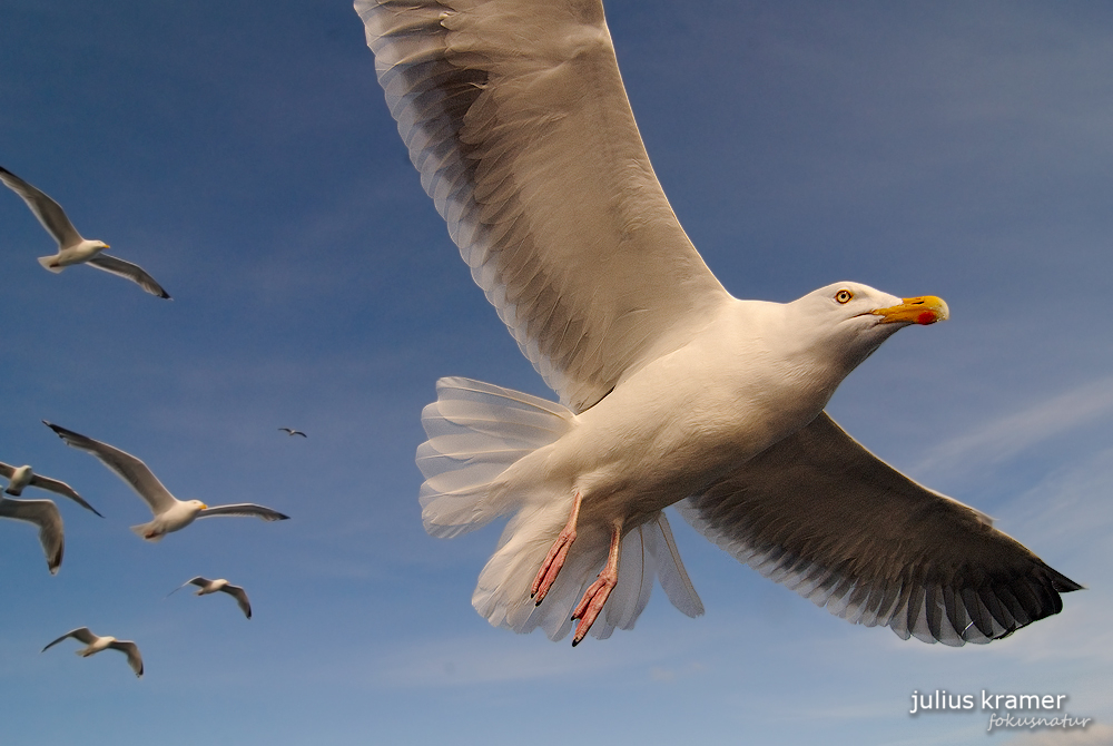 Silbermöwen (Larus argentatus)