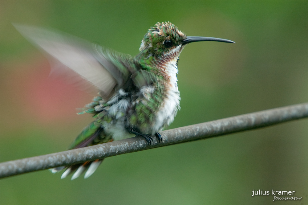 Grünbrustmangokolibri (Anthracothorax prevostii)