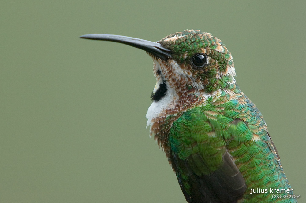 Grünbrustmangokolibri (Anthracothorax prevostii)