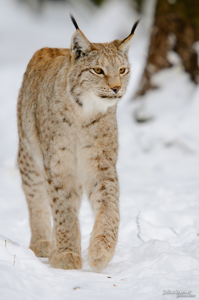 Luchs im Winter