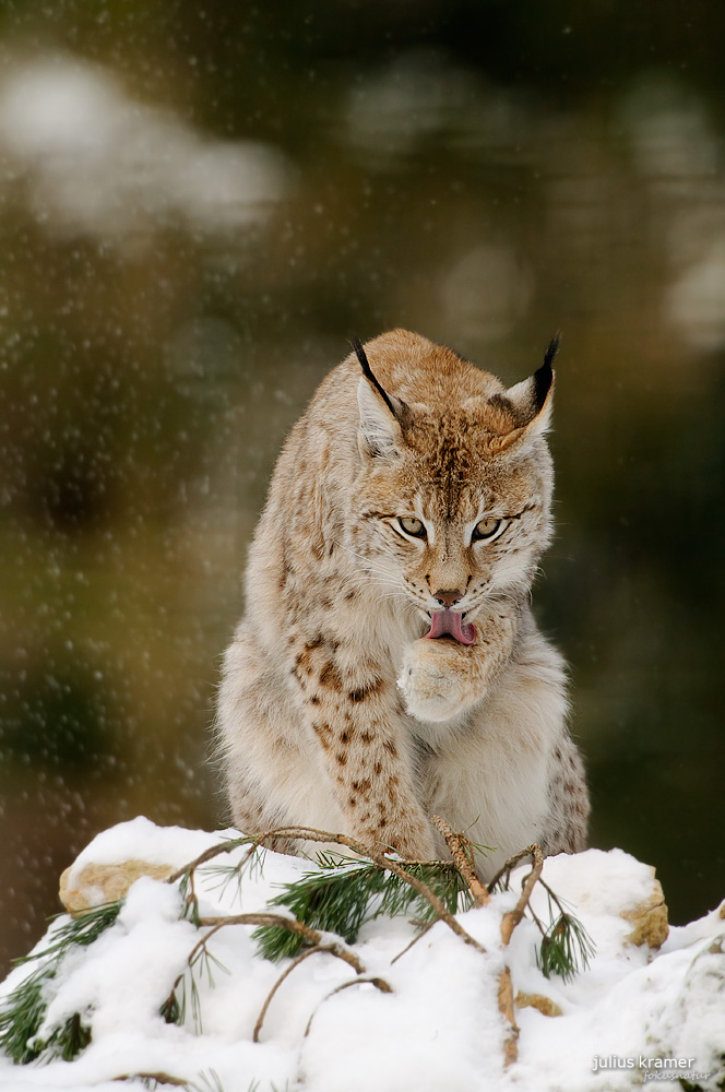 Luchs (Lynx lynx)