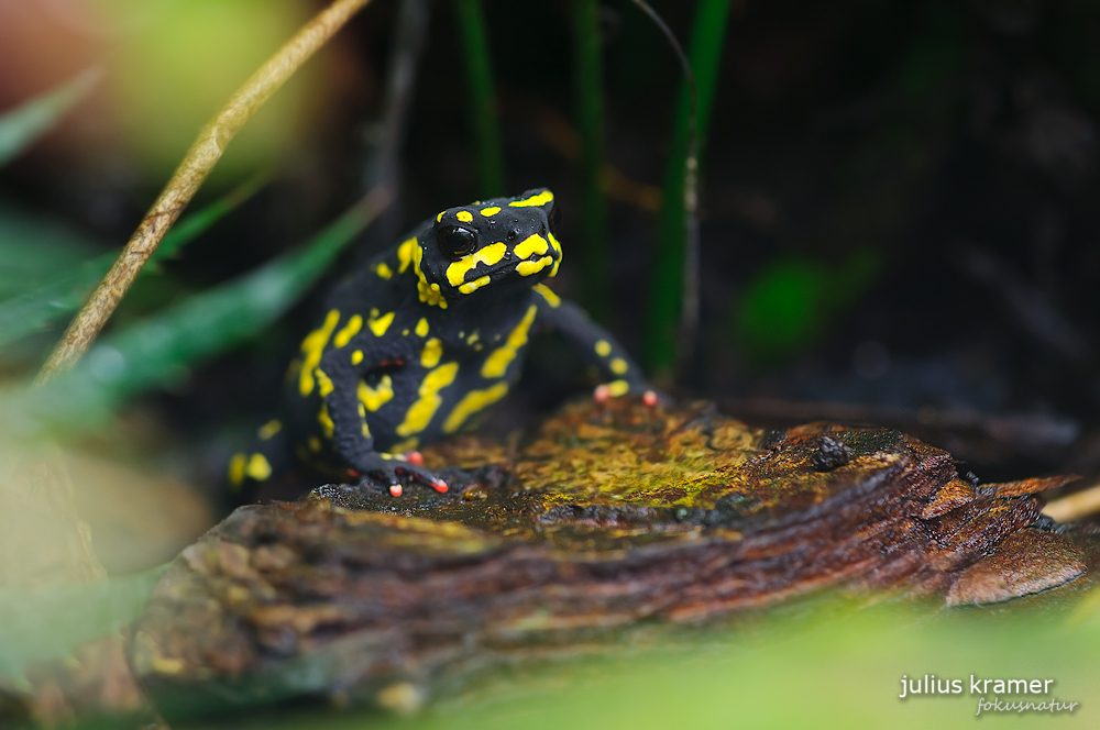 Schwarzkrötchen (Melanophryniscus stelzneri)