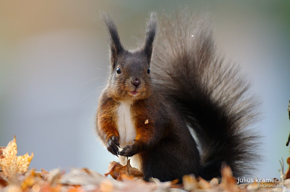 Eichhörnchen (Sciurus vulgaris)