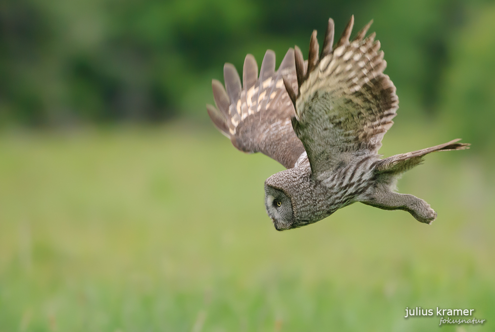 Fliegender Bartkauz (Strix nebulosa)