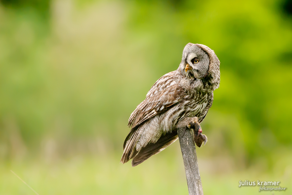 Bartkauz (Strix nebulosa)