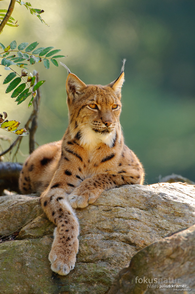 Luchs (Lynx lynx)