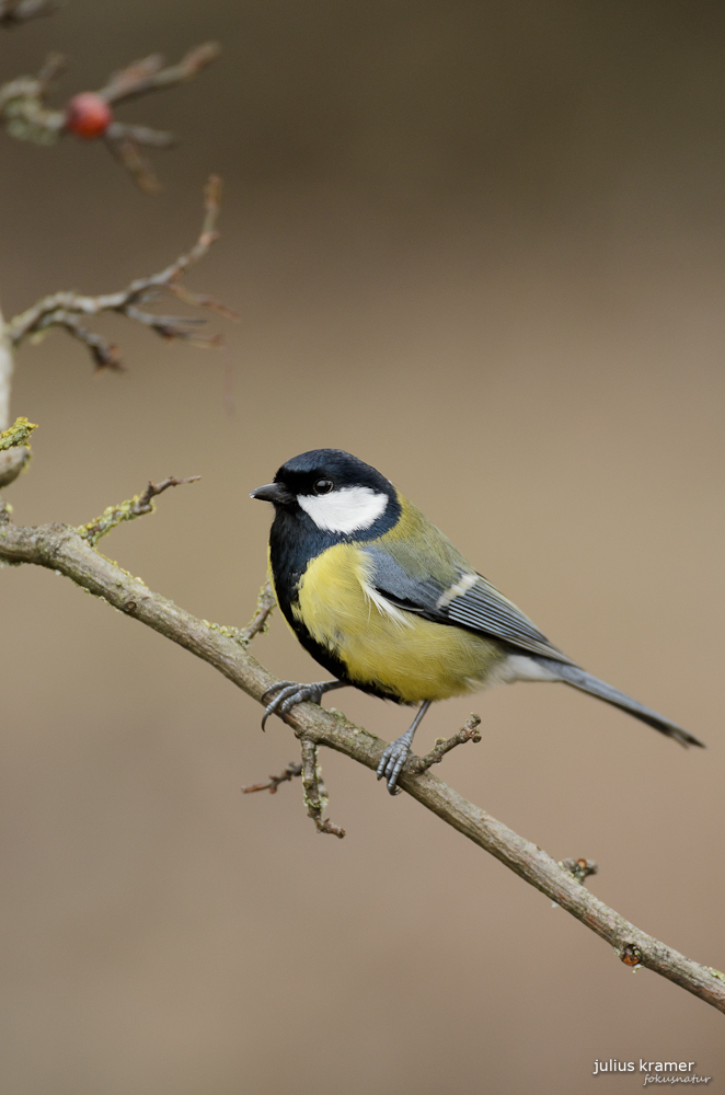 Kohlmeise (Parus ater)