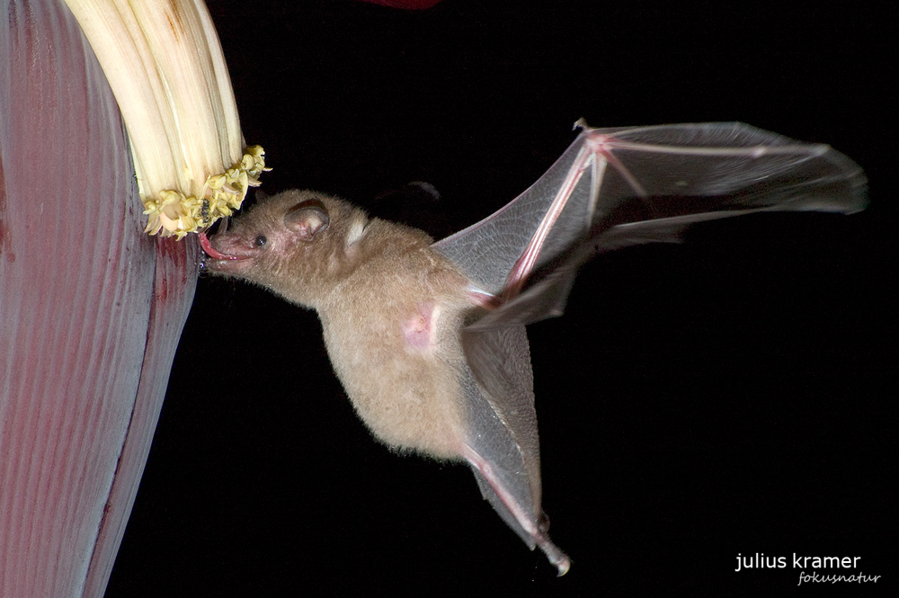 Langzungenfledermaus (Glossophaga soricina)