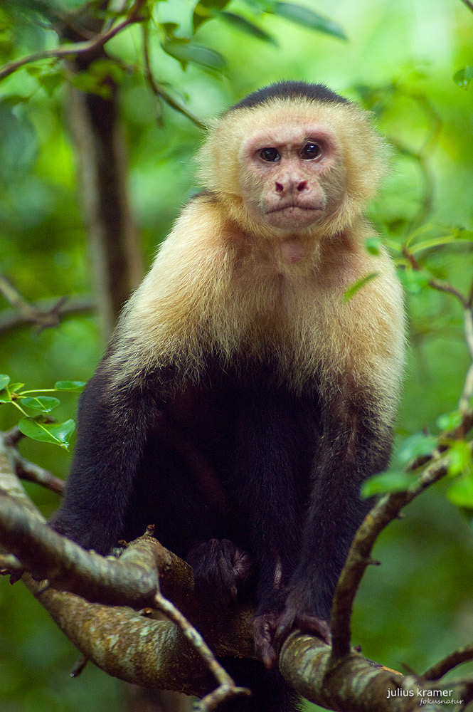 Kapuzineraffe (Cebus capucinus)