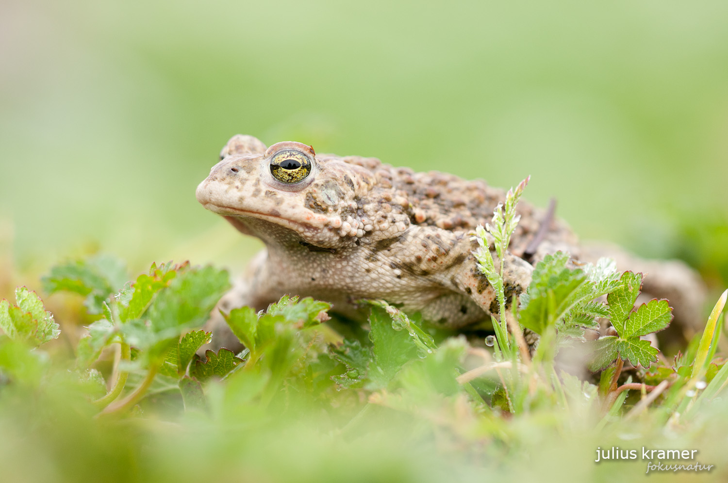 Kreuzkröte (Bufo calamita)