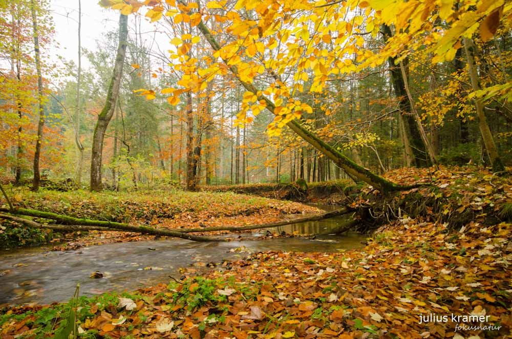 Herbstwald