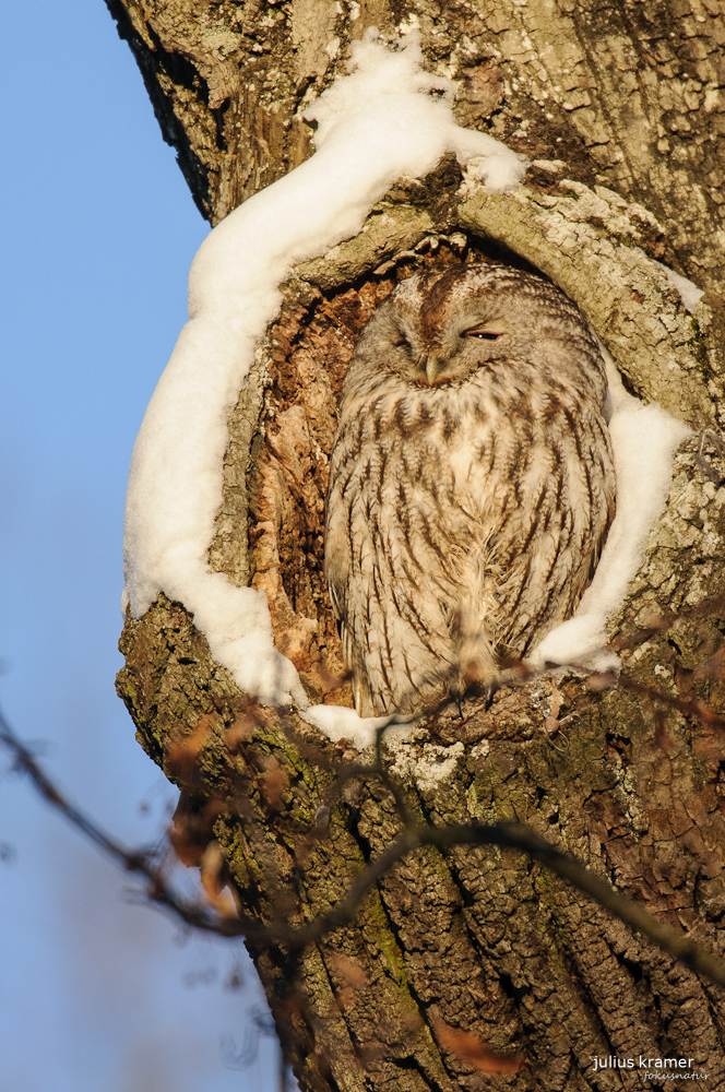 Waldkauz (Strix aluco)