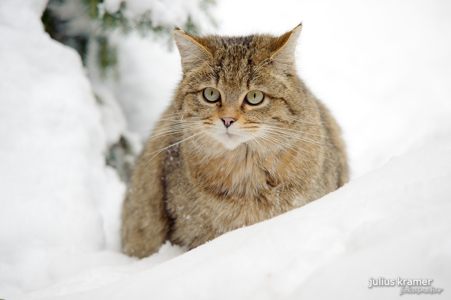 Wildkatze im Tiefschnee