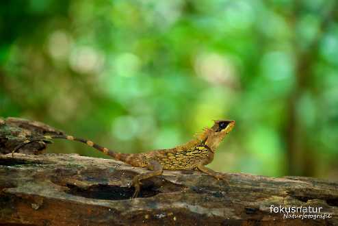 Nackenstachler (Acanthosaura cardamomensis)