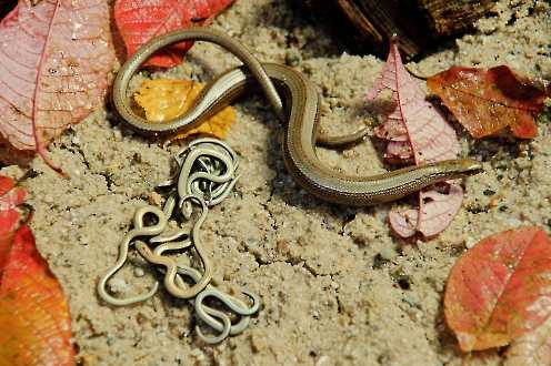 Blindschleiche (Anguis fragilis)