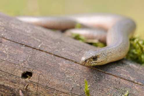 Blindschleiche (Anguis fragilis)