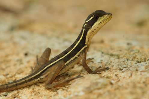 Streifenbasilisk (Basiliscus vittatus)