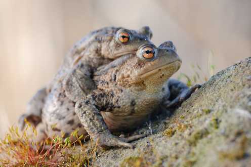 Erdkröten (Bufo bufo)