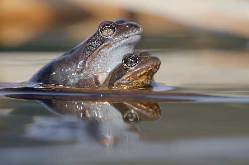 Grasfroschpärchen beim Laichen