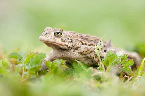 Kreuzkröte (Bufo calamita)