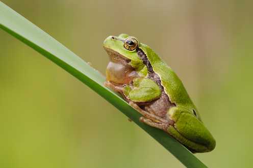 Laubfrosch (Hyla arborea)