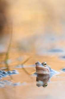 Moorfroschmännchen (Rana arvalis)