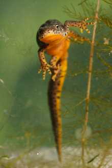 Bergmolch (Ichthyosaura alpestris) - C