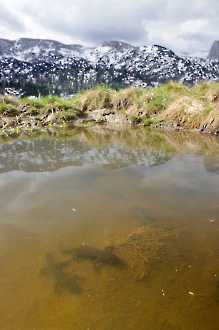 Bergmolche im Laichgewässer