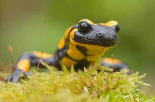 Feuersalamander (Salamandra salamandra)