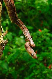 Kletternatter (Pseudoelaphe flavirufa)