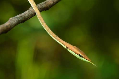 Peitschennatter (Oxybelis aeneus)