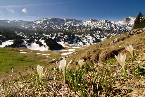 Alpenkrokusse (Crocus vernus)