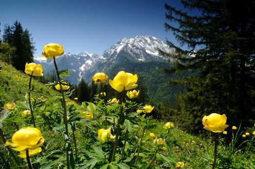 Trollblumen im Nationalpark Berchtesgaden