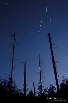 Windbruch bei Nacht