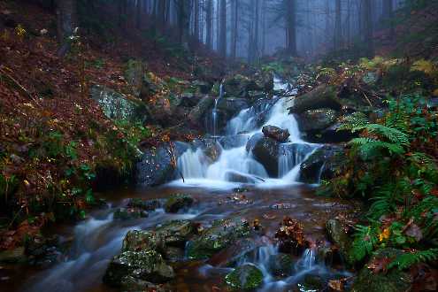 Nebel im Bayerischen Wald