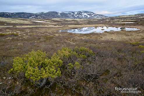 Frühling in Norwegen