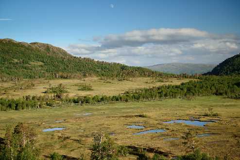 Norwegisches Hochmoor