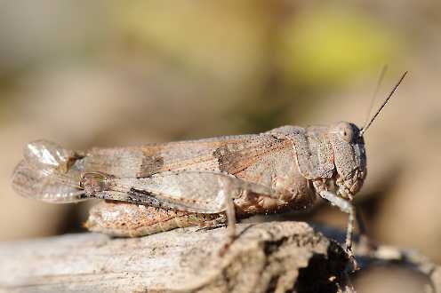 Insekten