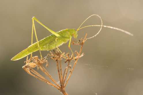 Sichelschrecke (Phanaroptera falcata) im Gegenlicht